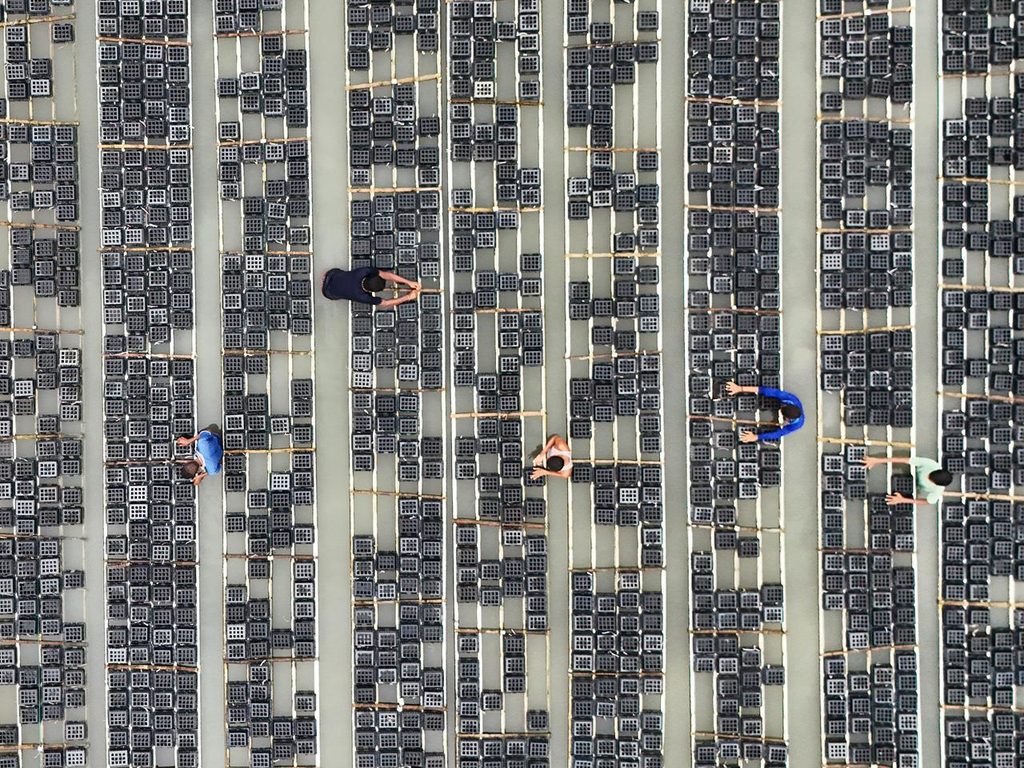 Aerial view of coastal soft-shell crab box farm operations