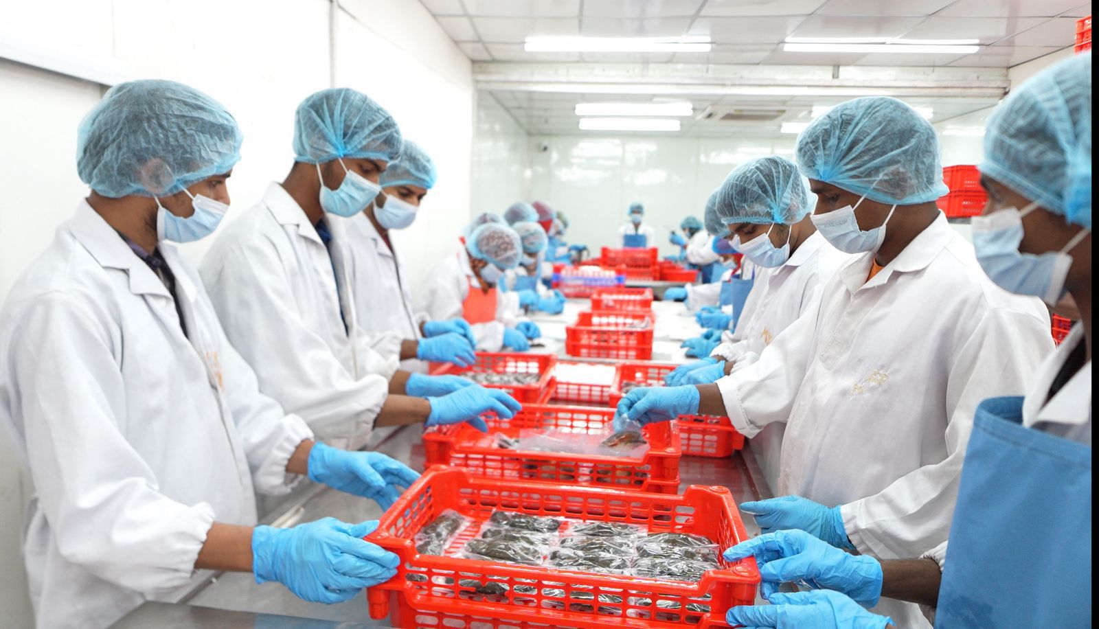 Export-grade mud crabs sorted and handled by the expert workers